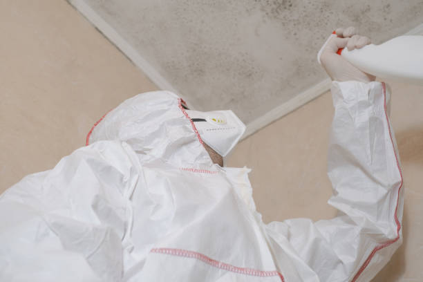 Best HVAC Mold Remediation in USA